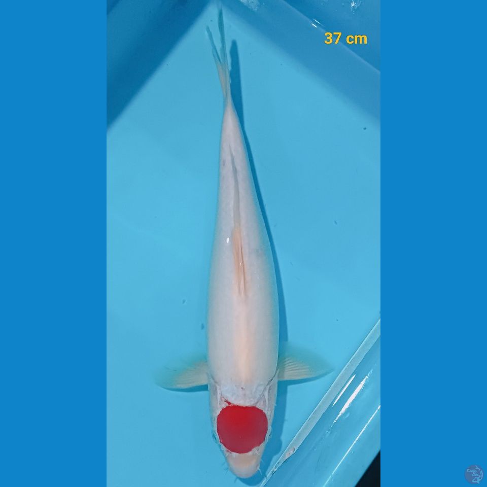 T.kohaku 37 cm