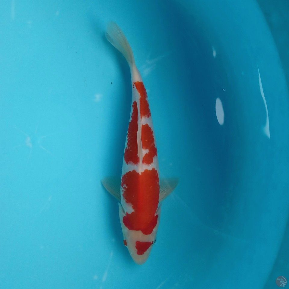 KOHAKU ORI 30CM MALE