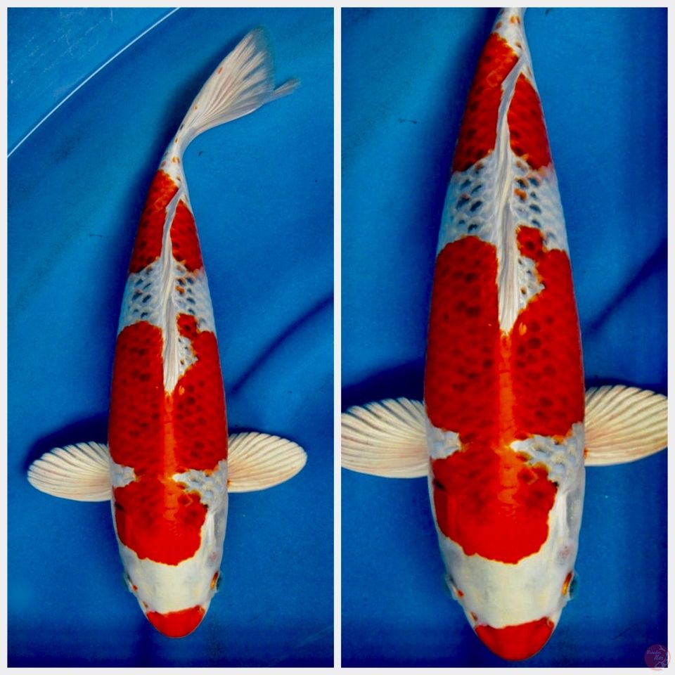 Kujaku Jumbo F1 marusai 40cm male 