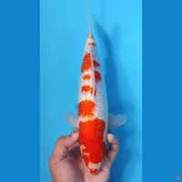 KOHAKU GINRIN PADAT 28CM - FEEMALE 