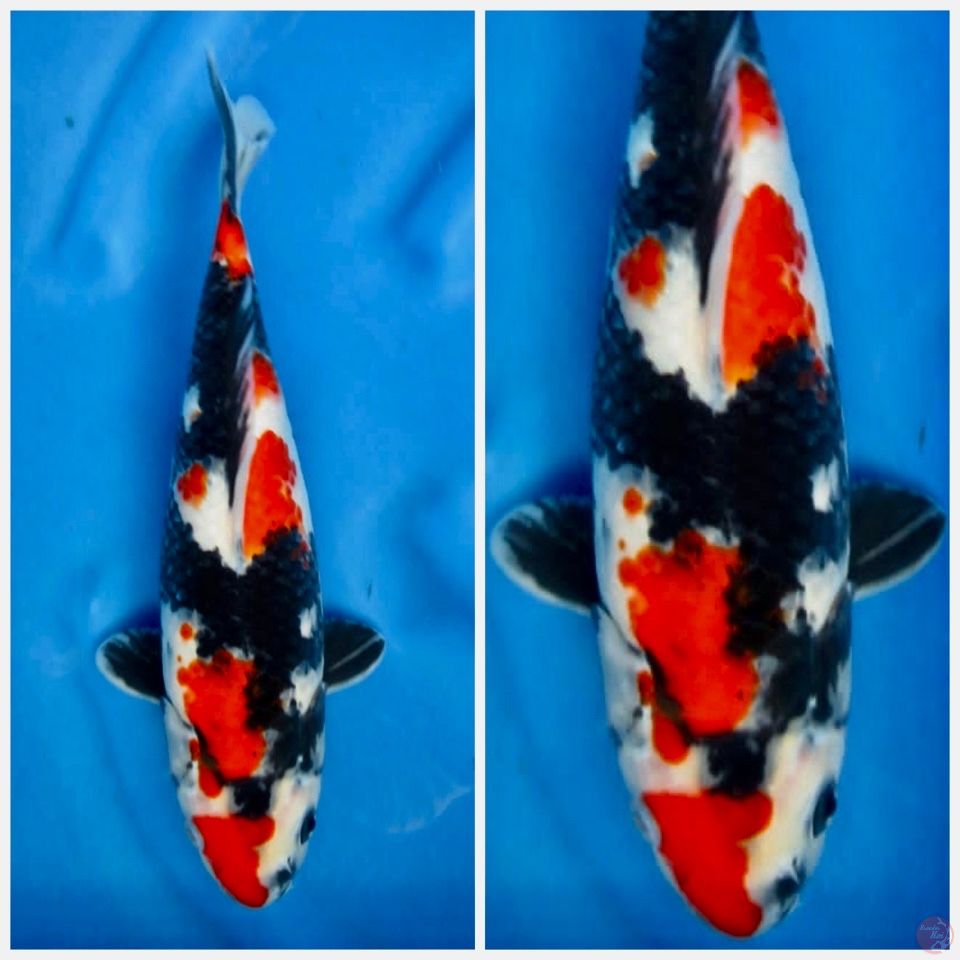 Showa sakai F1 29cm male