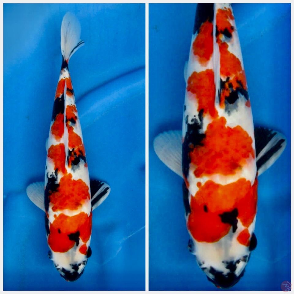 Showa F1 sakai 35cm male