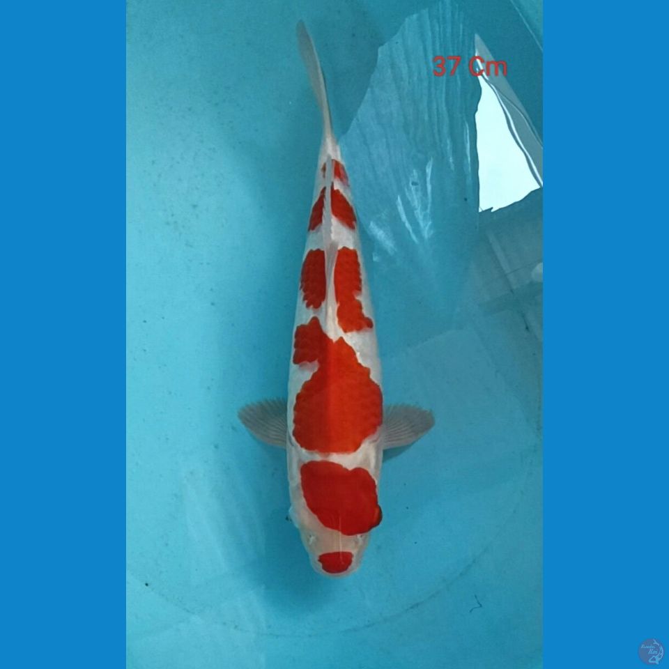 Kohaku Male 37 Cm