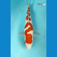 Kohaku Unique Patern Female 33 Cm