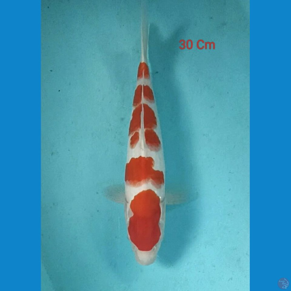 Kohaku Male 30 Cm