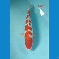 Kohaku Male 30 Cm