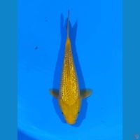 karashi ginrin 30 cm