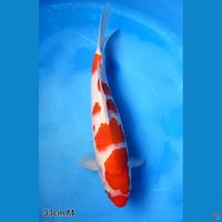 KOHAKU MARUBENI 33CM MALE