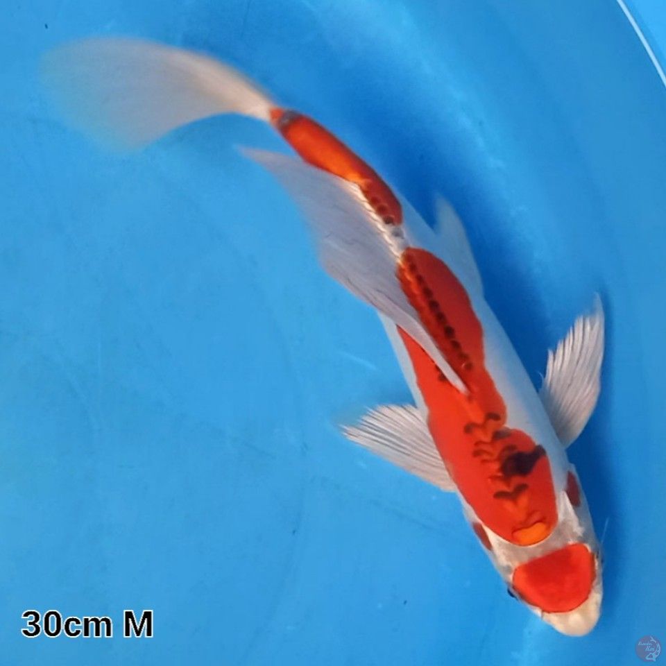 KUMPAI MARUTEN KIKOKURYU 30CM MALE