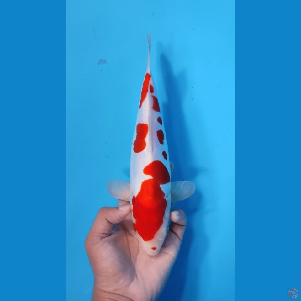 KOHAKU MURNI 28CM - FEEMALE 