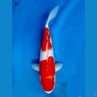 33cm - Kohaku 