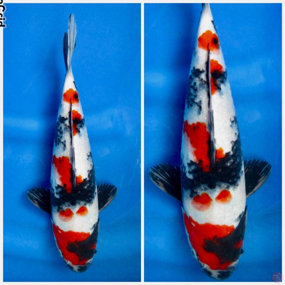 Kindai showa f1 sakai 28cm male