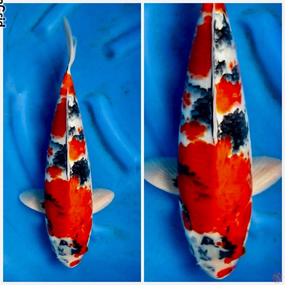 Showa F1 sakai 42cm male