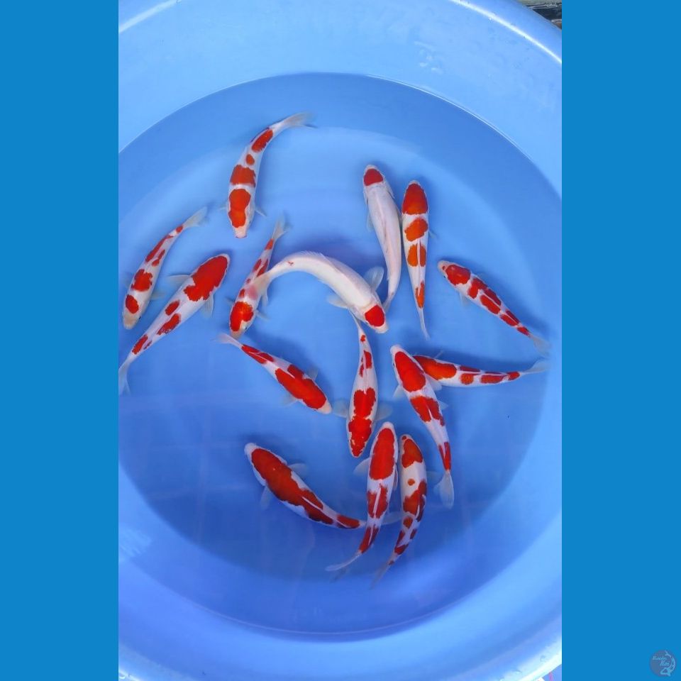 paket kohaku 17-22cm (15ekor)