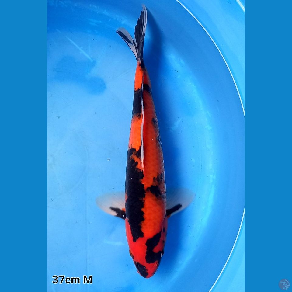 HI SHOWA SUPER 37CM MALE