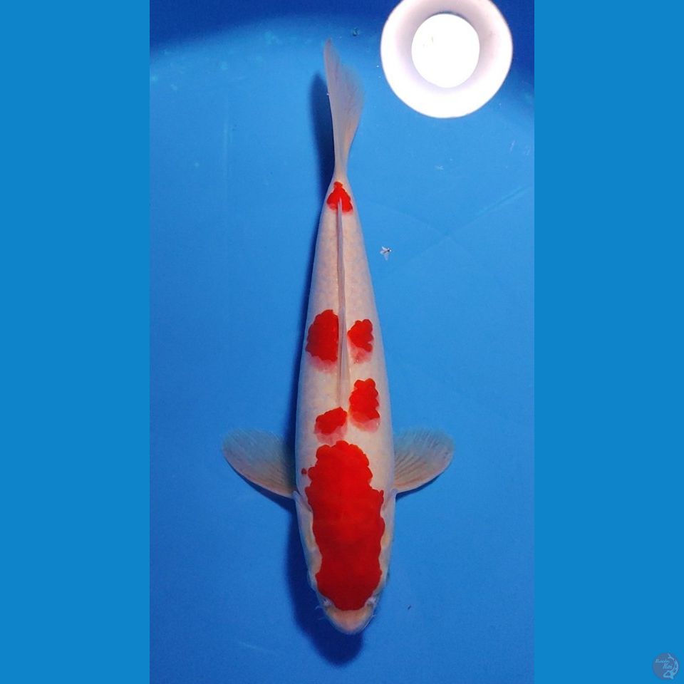 KOHAKU  ORIGINAL  - 34 CM - MALE 