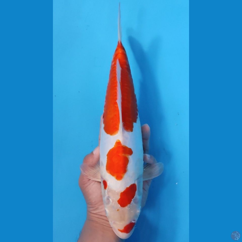 KOHAKU BAKAT JUMBO 35CM - FEEMALE 