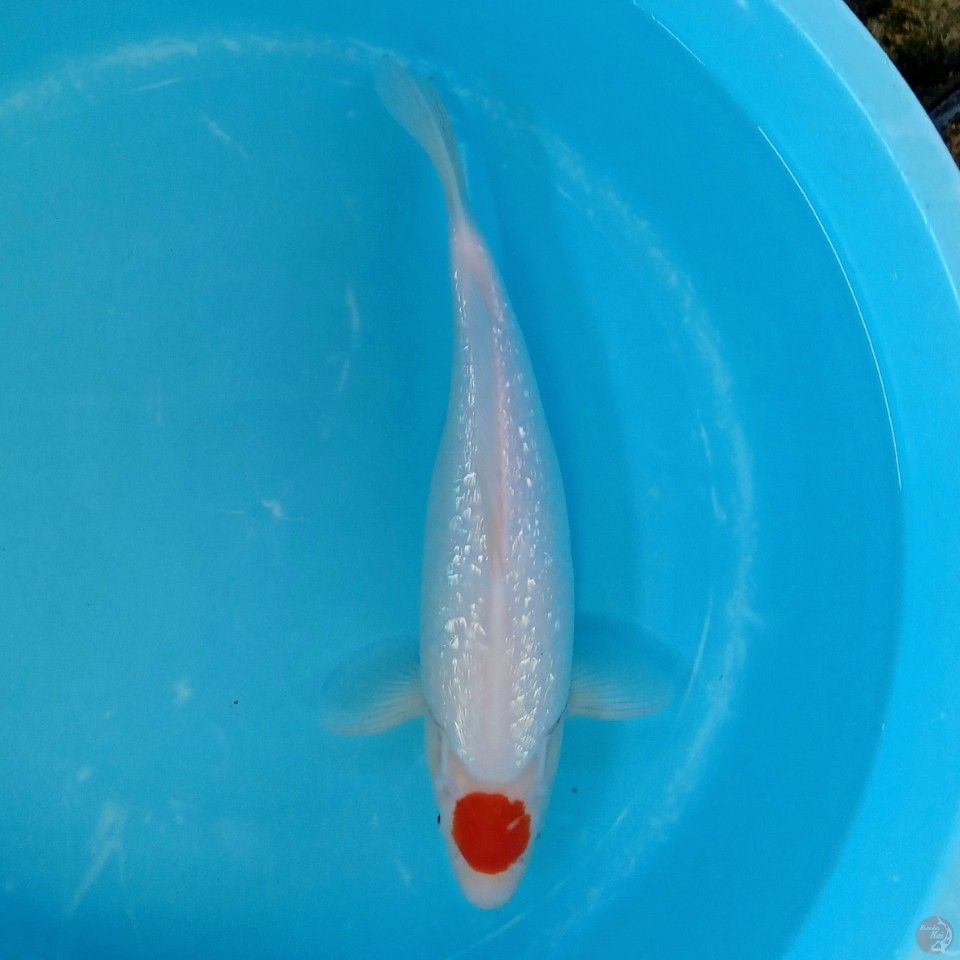 TANCHO GINRIN ORI 40CM