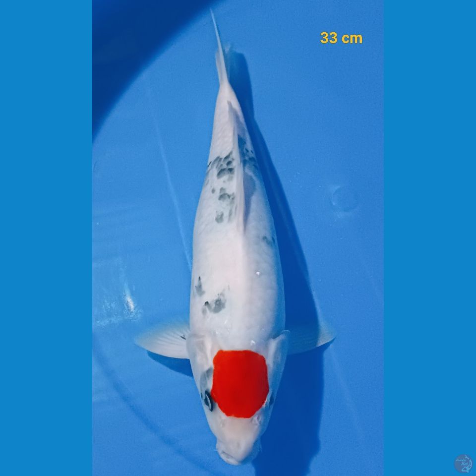 Tancho Showa Munuk 33 cm