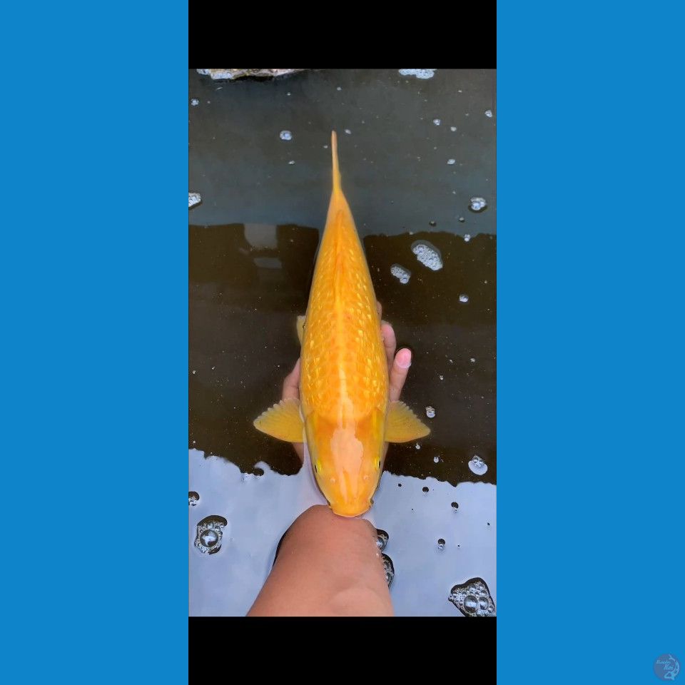 karasi ginrin 45cm munuk