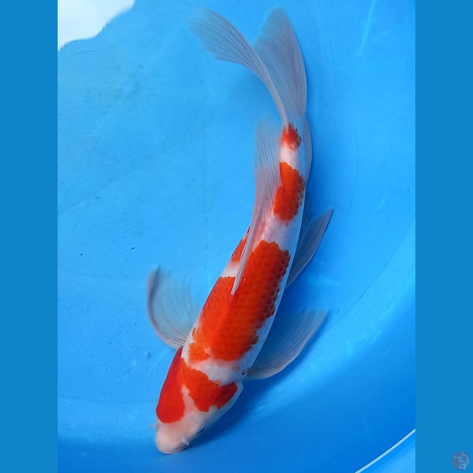 KUMPAI KOHAKU 32CM MALE