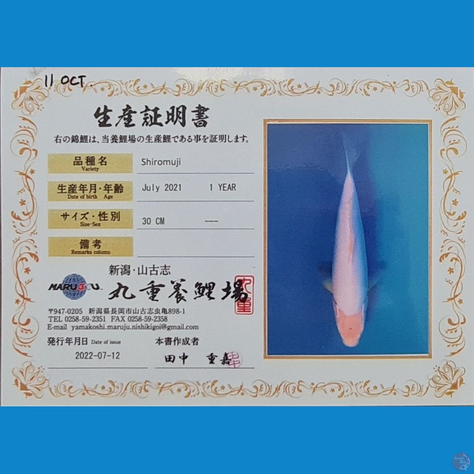 Koi Import Japan