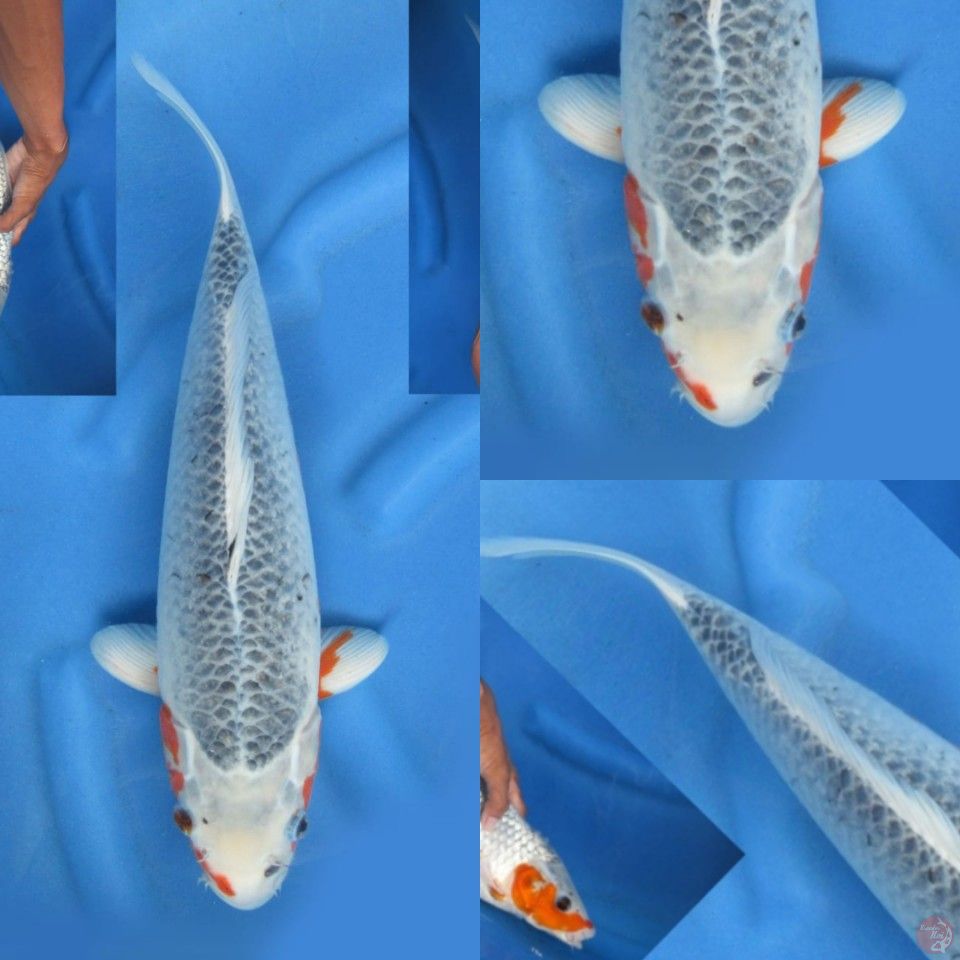 42cm, Asagi jumbo