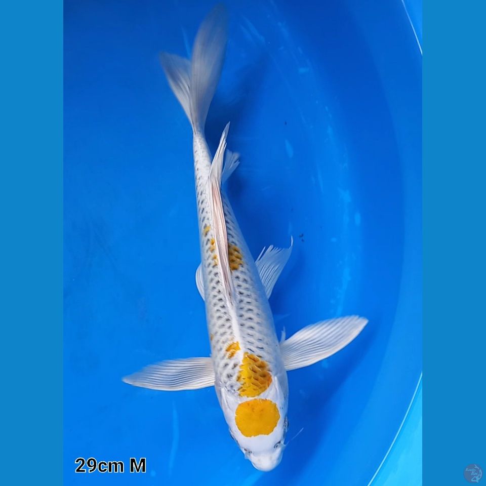 KUMPAI YELLOW KUJAKU 29CM MALE