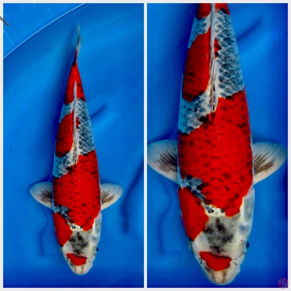 Kura gosiki 48cm male F1
