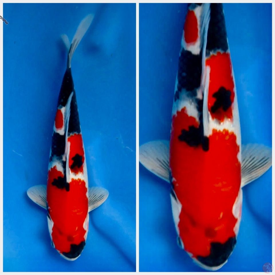 Showa F1 sakai 30cm male