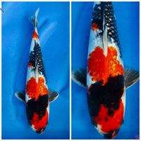 Showa gingrin F1 sakai 35cm male 