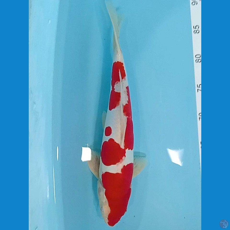 KOHAKU DOIT 37 CM