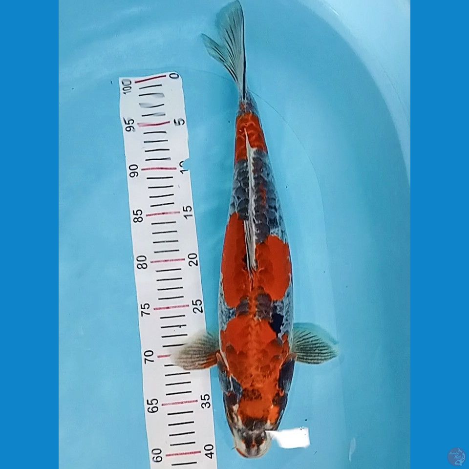 SQ KIKO 45 CM