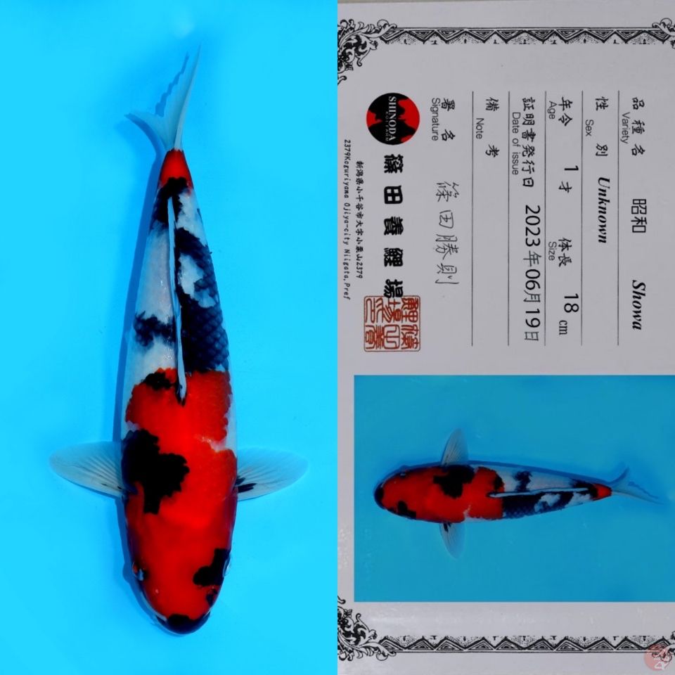 SHINODA SHOWA SANSHOKU HQ 30CM