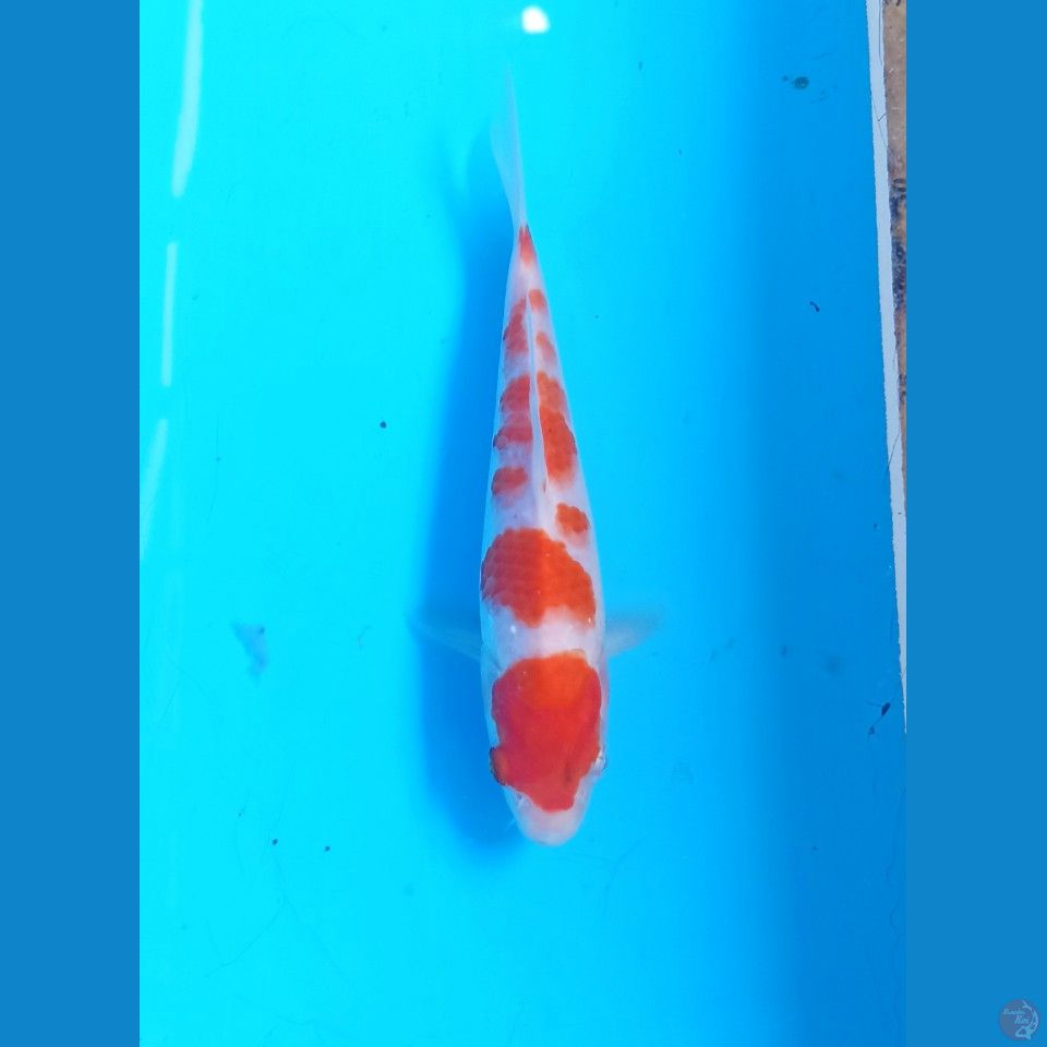 Kohaku 17cm