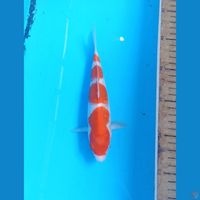 Kohaku 19cm