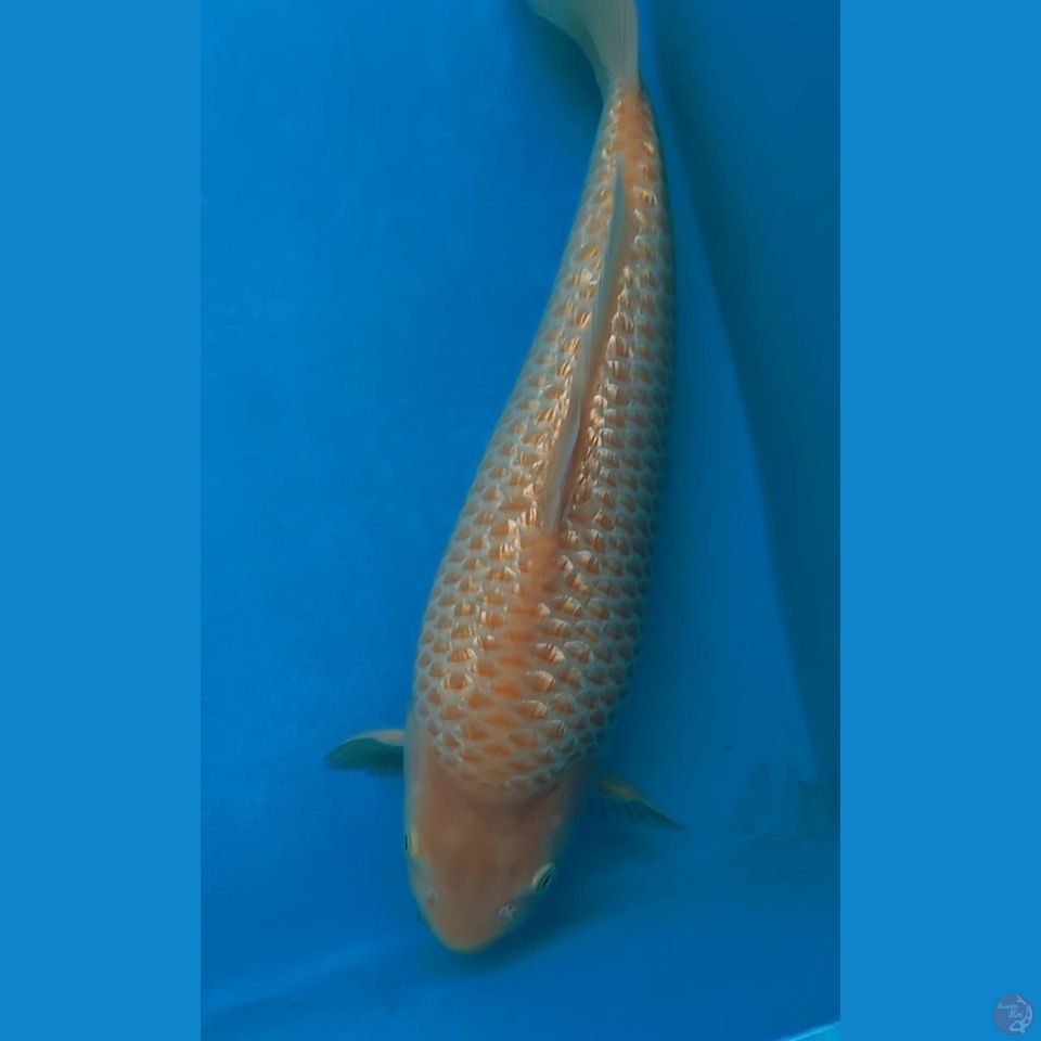 Red Ginrin Karashi Corn punuk Male 37CM