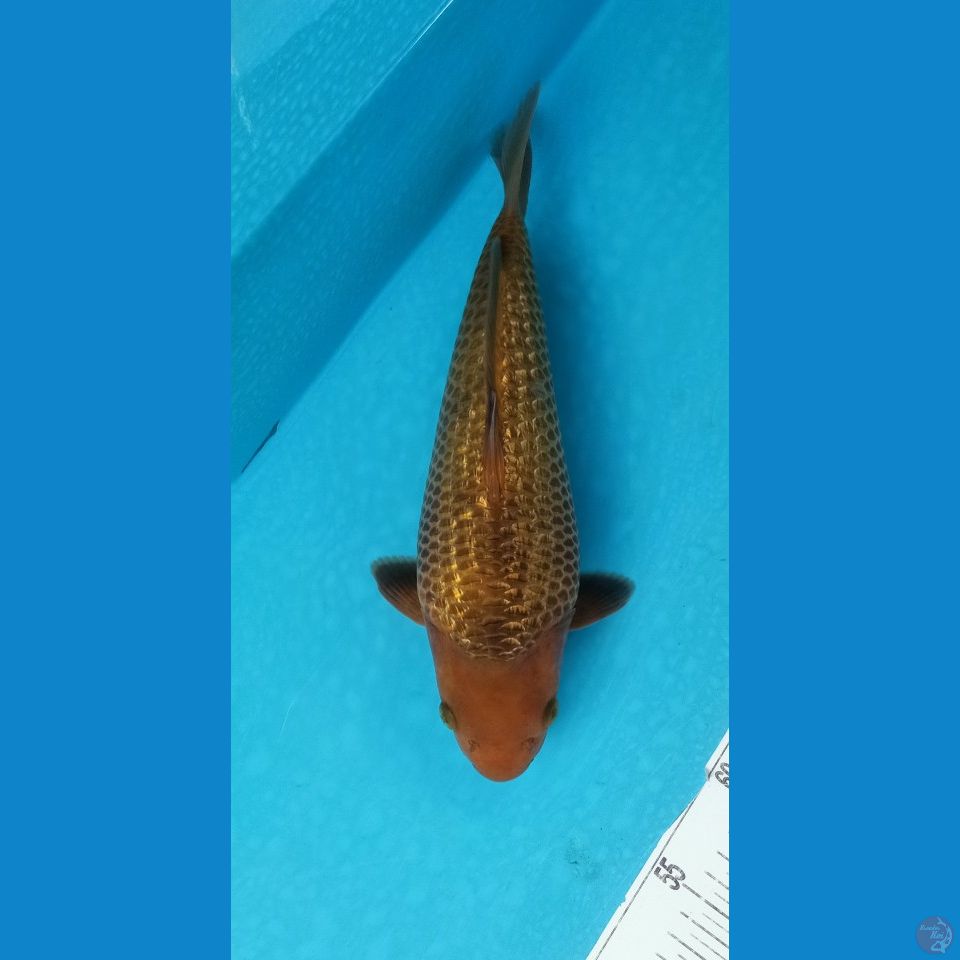 CARAMEL GINRIN BULKY PUNUK 35CM MALE