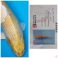 60BU OGON Import Marudo