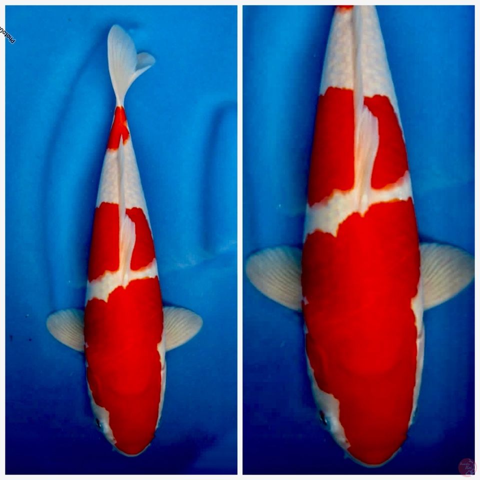 Kohaku sakai F1 37cm