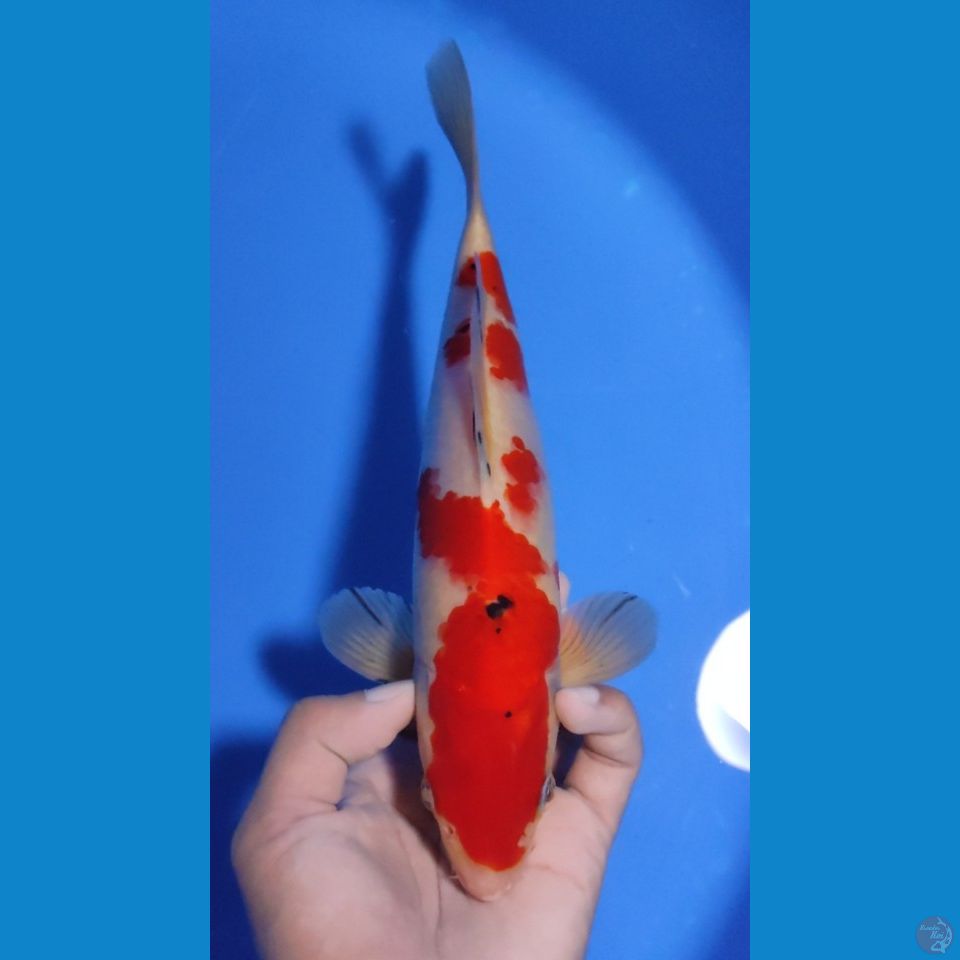 SANKE 25CM - MALE 