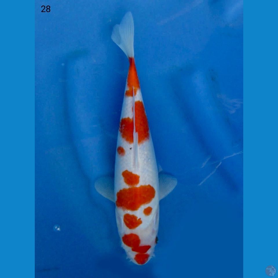 28cm - Kohaku 