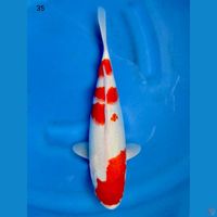 35cm - Kohaku 