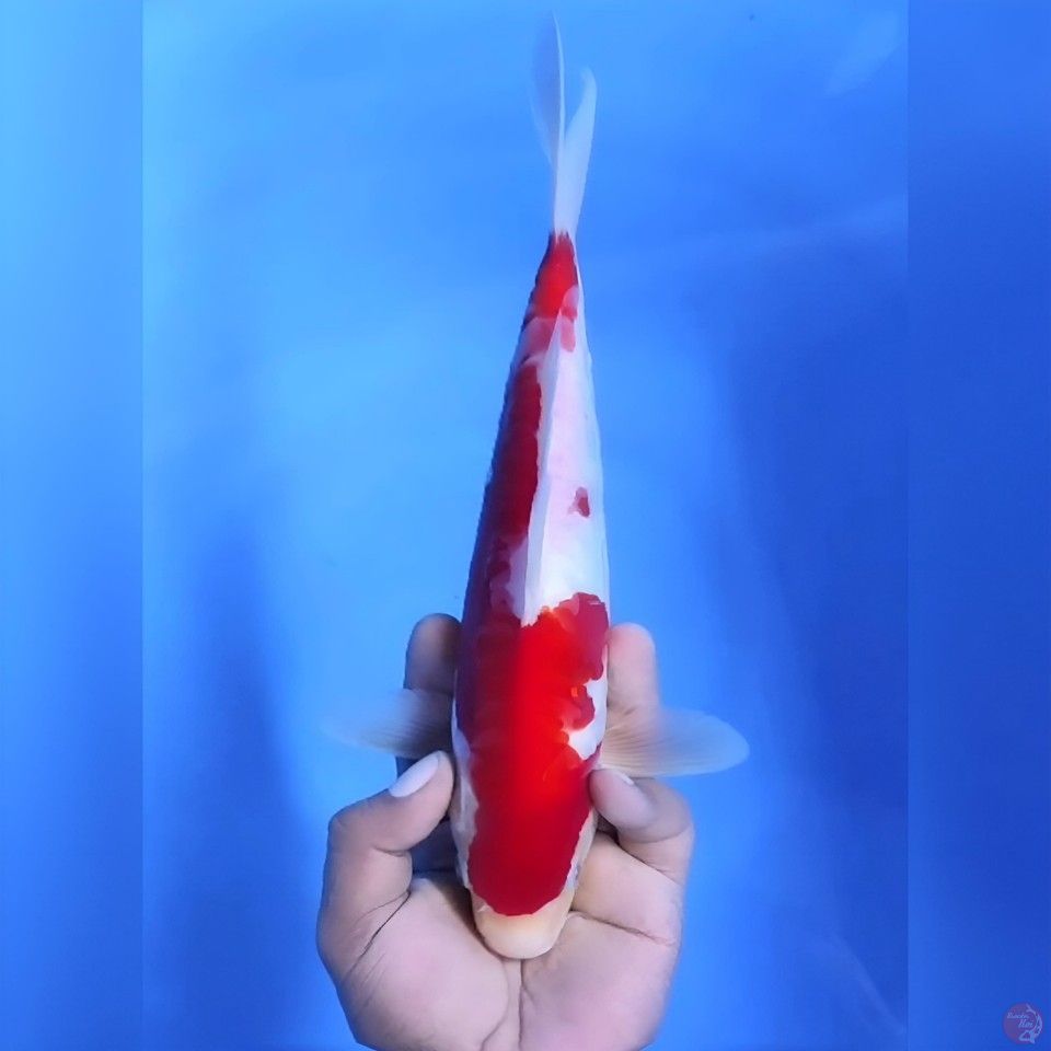 DOITSU KOHAKU# 28CM - MALE