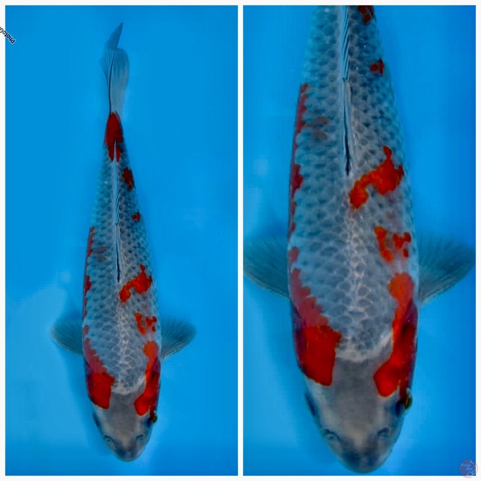 Kogane ociba 37cm