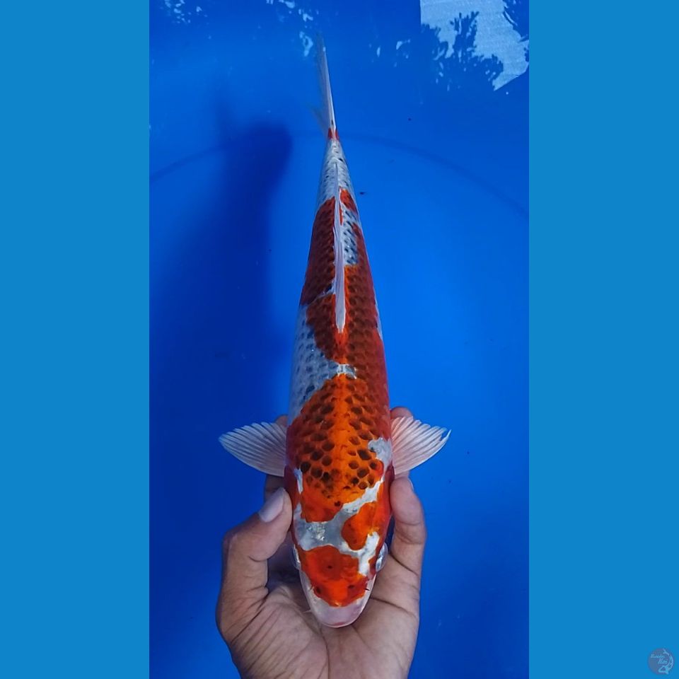 gingga size : 31 cm.m