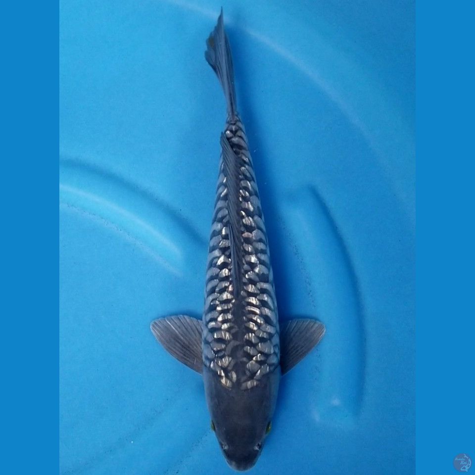 ARAGOKE GINRIN 37 CM MALE