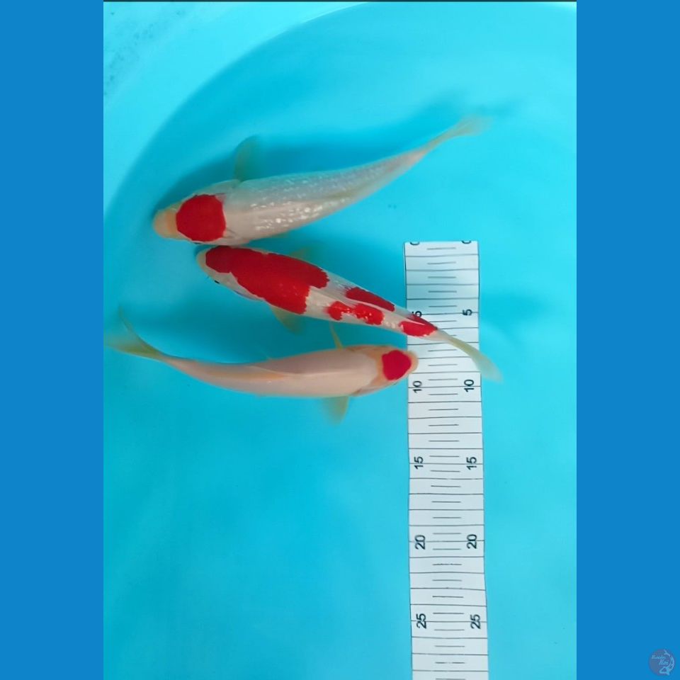 kohaku 21,23 jos strong male