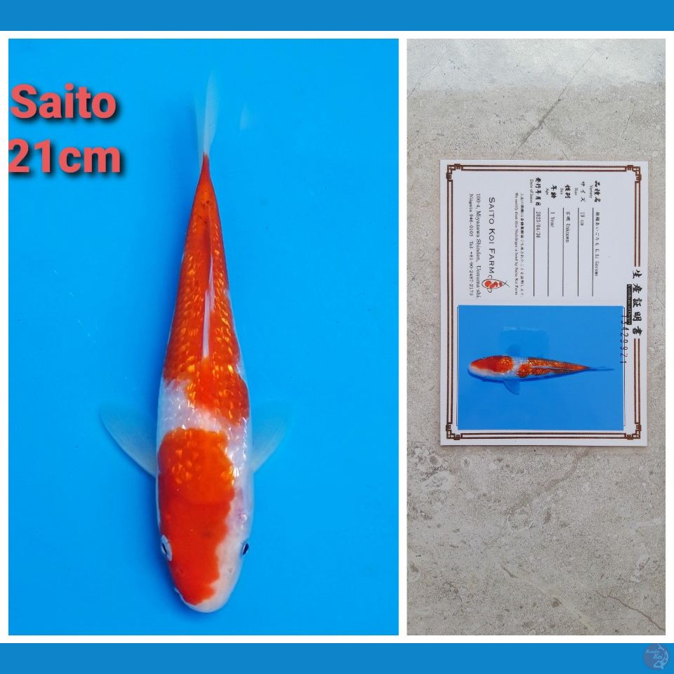 SAITO GINRIN 21CM SERTIFIKAT