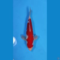 KOHAKU RED STRONG 30CM - MALE 